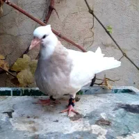 فروش چند جفت طوقی جوانه|پرنده|یاسوج, |دیوار