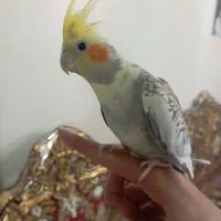 پرنده ی عروس هلندی اروم و بامزه