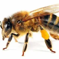 سیم کارت ایرانسل پله