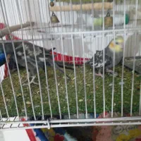 عروس هلندی سالم موقعیت سرایان سه ۴ ۱۸۰۰|پرنده|فردوس (خراسان), |دیوار