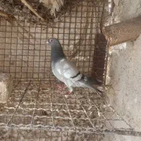 نر سبز|پرنده|زابل, |دیوار