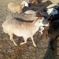 گوسفند داشتی