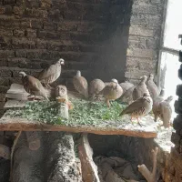 مرغ.|حیوانات مزرعه|نیر (اردبیل), |دیوار