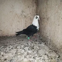 کله سفید نر پرشی|پرنده|سبزوار, جهاد کشاورزی|دیوار