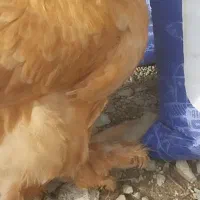 ۳تا جوجه برهما با مرغ برهما