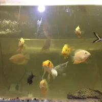 پیکاک -اسفرناموس -کوی پوست چرم|ماهی|اردبیل, |دیوار