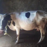 فروش فوری گاو و گوساله نر هلشتاین|حیوانات مزرعه|مسجد سلیمان, |دیوار