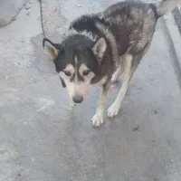 واگذاری سگ هاسکی نر