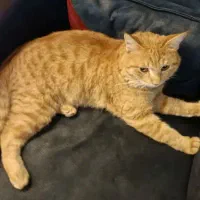 گربه ملوس نژاد DSH