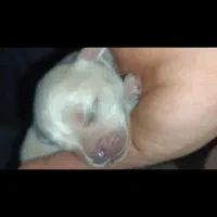 واگذاری توله اشپیتز|سگ|تهران, پارک شهر|دیوار