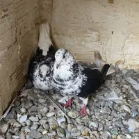 کفتر قاره دم سفید