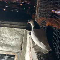 نر یال سیاه|پرنده|کرمان, |دیوار