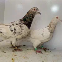 کبوتر هفت‌رنگ و  پلنگ کاکلی