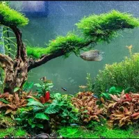 خزه|گل و گیاه طبیعی|قم, امامزاده ابراهیم|دیوار