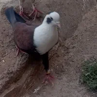 سرمخملی خوشکل