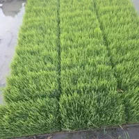 نشا برنج