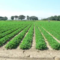 فروش-زمین-باغی-مسکونی