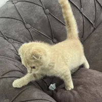 گربه