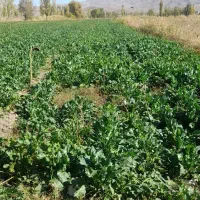 زمین زراعی|فروش دفتر صنعتی، کشاورزی، تجاری|خوی, |دیوار