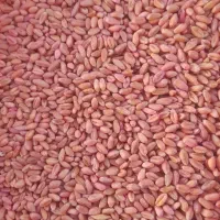 ۴۰۰ کیلو گندم ابی کیلویی ۴۰ هزار بفروش میرسد