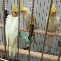 جوجه عروس هلندی ۲ماهه|پرنده|شفت, |دیوار