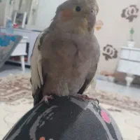 گمشده