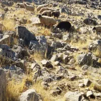 میش داشتی|حیوانات مزرعه|بیلوار, |دیوار