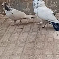 یک جفت کله ای درجه یک نسل قدیم