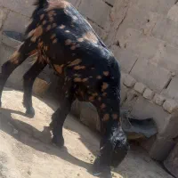 بز مادی مری