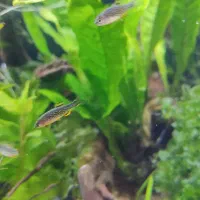 ماهی رازبورا گلکسی