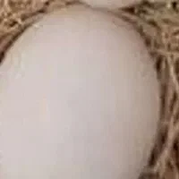 تعدادی جوجه اسرائیلی محلی وتخم نطفه دار