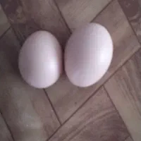 تخم مرغ تازه بومی (نراق)