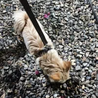 پامر|سگ|خلیل آباد, |دیوار