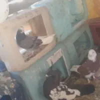 کبوتر تهرانیو رنگی