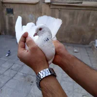 سفید شمرونی|پرنده|تهران, شهرک استقلال|دیوار