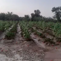 زمین کشاورزی فروشی