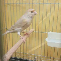 قناری ماده سالم