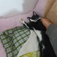 گربه ۷ ماهه نر