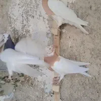 طوقی طوق سرخ طوق زرد طوق سرکه ای طوق سیاه کله