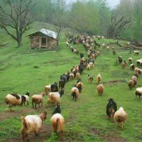 ۲ عدد گوسفند