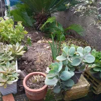 فروش فوری گل وگیاه|گل و گیاه طبیعی|بندر انزلی, نامجو|دیوار