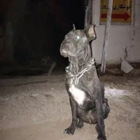 ماده کنکورسو رنگ خاص تایگری تن نخورده