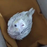 جوجه عروس لوتیتو