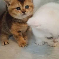 گربه های برتیش و اسکاتیش