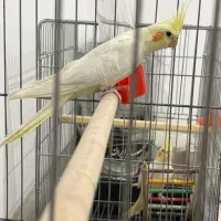 سوپر لوتینو ماده کینگ اصل پلاک دار جهت معاوضه