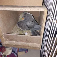 جفت عروس با۴ تخم معاوضه با ماهی اکواریومی گوشتخوار|پرنده|اصفهان, مسجد مصلی|دیوار