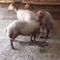 بره نر مغان