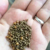 غذای ماهی گرانول