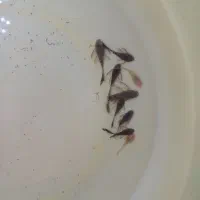 کت فیش آلبینو و مشکی|ماهی|شیراز, کوشک میدان|دیوار