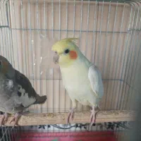 جفت عروس هلندی مولد|پرنده|پاکدشت, پاکدشت (مامازند)|دیوار